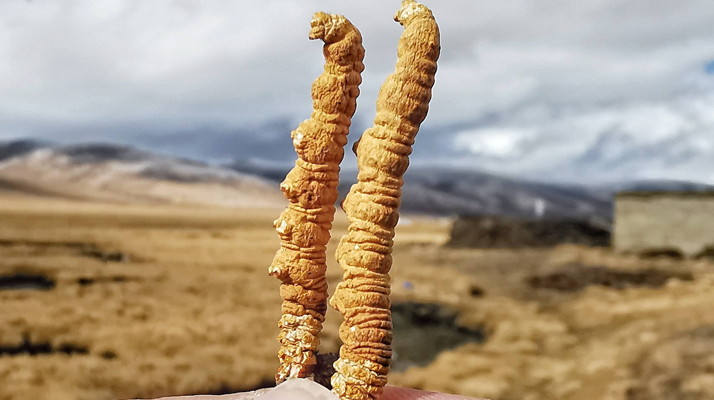 全球<a href=http://m.ddhuz.com/ target=_blank class=infotextkey>冬蟲(chóng)夏草</a>核心產(chǎn)地分布圖鑒（2024最新版）