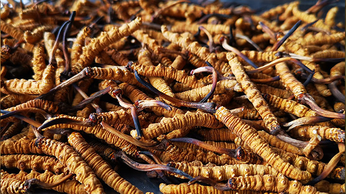 <a href=http://m.ddhuz.com/xinxian/ target=_blank class=infotextkey>新<a href=http://m.ddhuz.com/xinxian/ target=_blank class=infotextkey>鮮冬蟲夏草</a></a>曬干全攻略:留住營養(yǎng)的科學(xué)方法