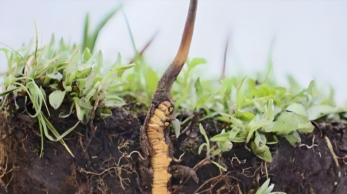 雪域精靈:冬蟲(chóng)夏草的形態(tài)密碼? ? ? ?