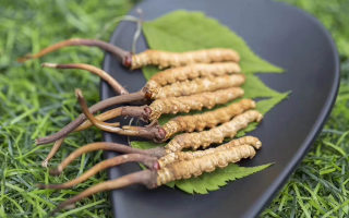 鮮冬蟲夏草價(jià)格揭秘：一根究竟值多少錢？