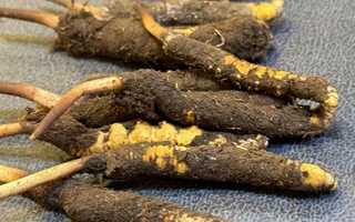 冬蟲夏草鮮草怎么吃？科學用量指南