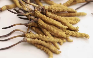 水溫決定營養(yǎng)！冬蟲夏草鮮草泡水溫度全解析?