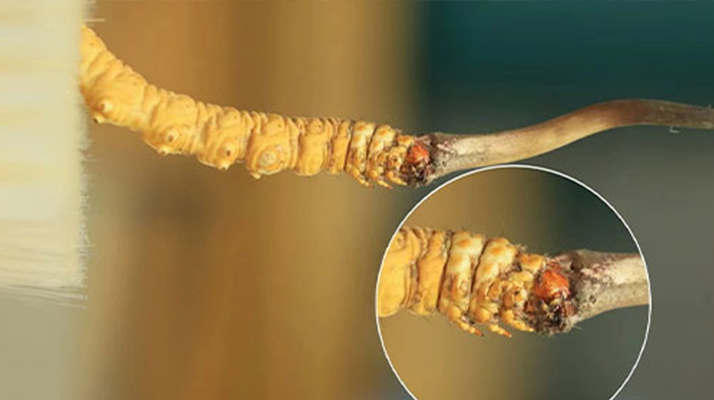 哪里能買到新鮮的冬蟲夏草？這幾個渠道要知道