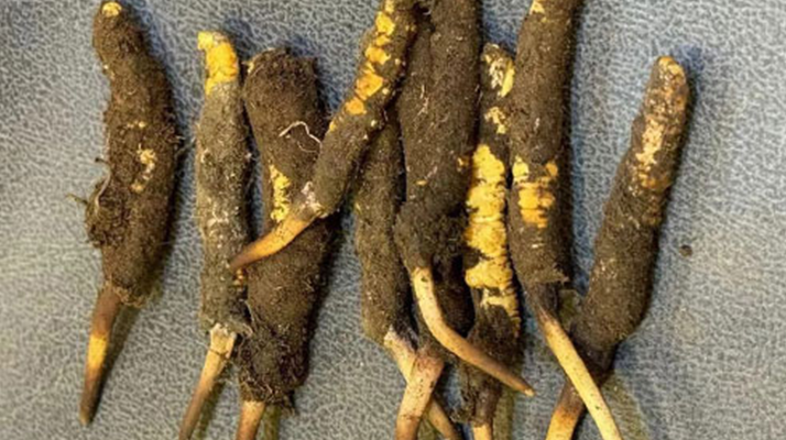 探秘那曲<a href=http://m.ddhuz.com/xinxian/ target=_blank class=infotextkey>鮮冬蟲夏草</a>的神奇功效