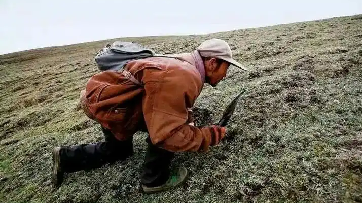 西藏冬蟲夏草最大產(chǎn)地：那曲，自然饋贈的珍寶之地