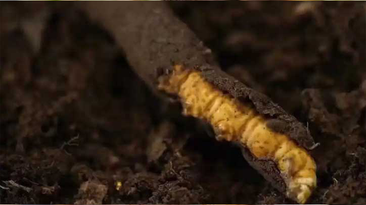 冬蟲夏草鮮草的多樣吃法指南