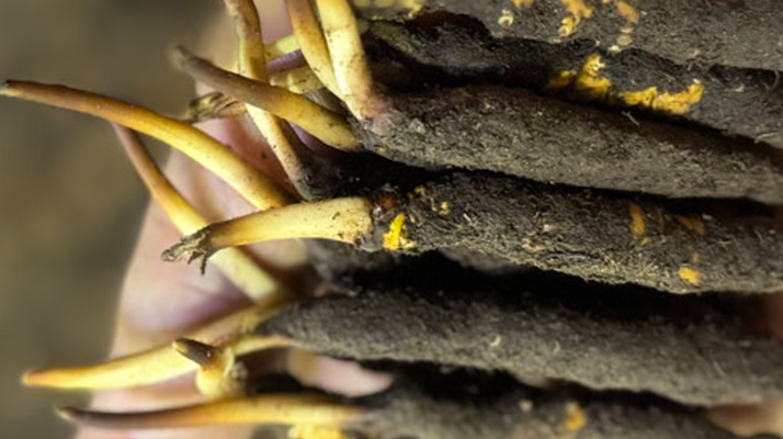 10 支裝<a href=http://m.ddhuz.com/xinxian/ target=_blank class=infotextkey>鮮冬蟲夏草價(jià)格</a>分析