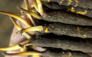 10 支裝鮮冬蟲夏草價(jià)格分析