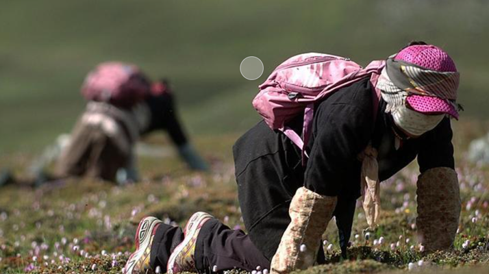 西藏<a href=http://m.ddhuz.com/xinxian/ target=_blank class=infotextkey>新<a href=http://m.ddhuz.com/xinxian/ target=_blank class=infotextkey>鮮冬蟲夏草</a></a>:雪域高原的神奇饋贈