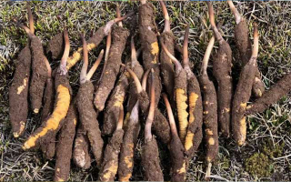 19歲能吃鮮冬蟲(chóng)夏草嗎？