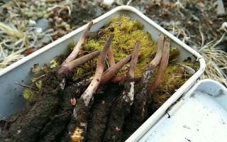 冬蟲夏草鮮草季：邂逅高原至寶，開啟健康滋養(yǎng)新體驗