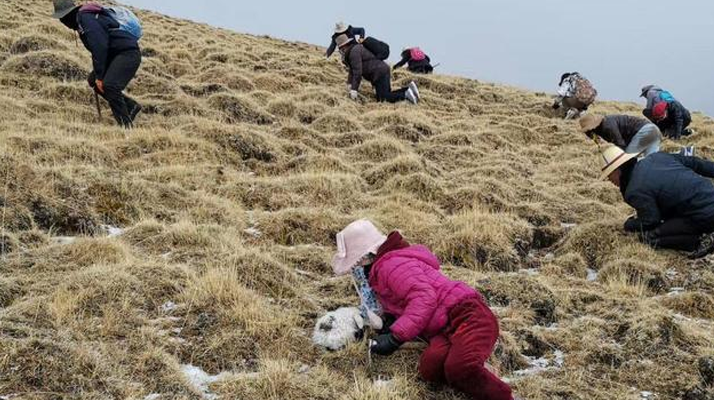 冬蟲夏草鮮草:產(chǎn)地與采收月份探秘