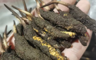 4月：新鮮冬蟲(chóng)夏草批發(fā)正當(dāng)時(shí)