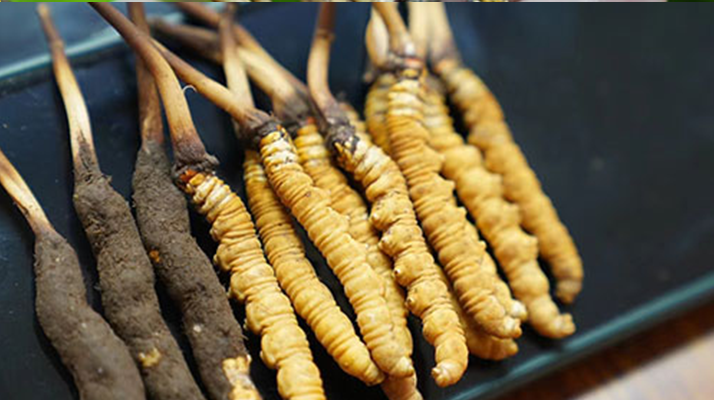 冬蟲夏草鮮草吃多久？科學(xué)食用周期與效果解析