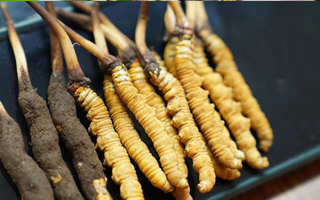 冬蟲夏草鮮草吃多久？科學(xué)食用周期與效果解析