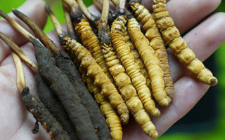 冬蟲夏草泡酒：鮮草入酒，鎖住精華的養(yǎng)生之道