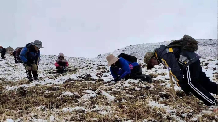 冬蟲(chóng)夏草鮮草采挖:一場(chǎng)與高原的生命對(duì)話(huà)