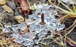 冬蟲夏草可以鮮的吃嗎