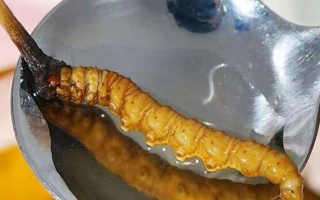 冬蟲夏草鮮草冷凍后這樣吃，營養(yǎng)不流失！