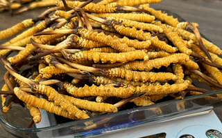 冬蟲夏草鮮草的黃金食用期，你知道嗎？