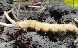 新鮮冬蟲(chóng)夏草鑒別指南：輕松辨別真?zhèn)蝺?yōu)劣