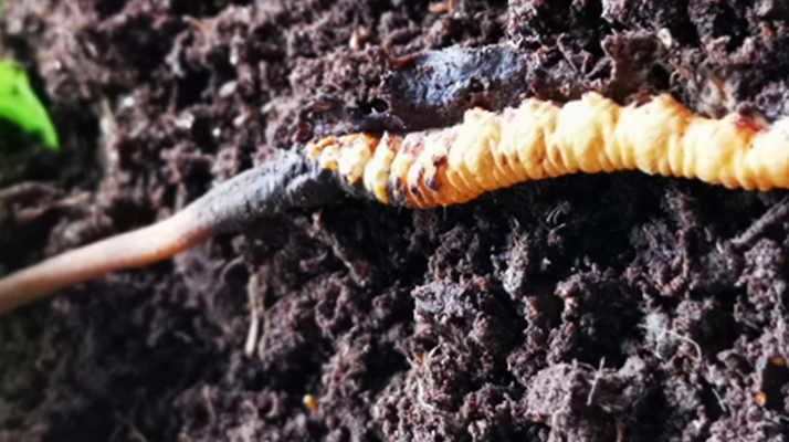 <a href=http://m.ddhuz.com/xinxian/ target=_blank class=infotextkey>新<a href=http://m.ddhuz.com/xinxian/ target=_blank class=infotextkey>鮮冬蟲夏草價格</a></a>解析