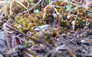 鮮冬蟲夏草辨別全攻略：識(shí)破真假，挑選優(yōu)質(zhì)好蟲草? ? ? ?