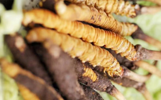 鮮冬蟲(chóng)夏草適合哪些人？一文讀懂適用人群與禁忌