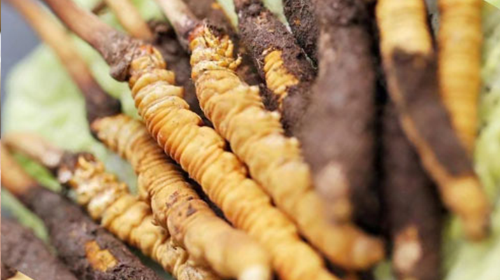 探秘鮮冬蟲夏草人工種植之路