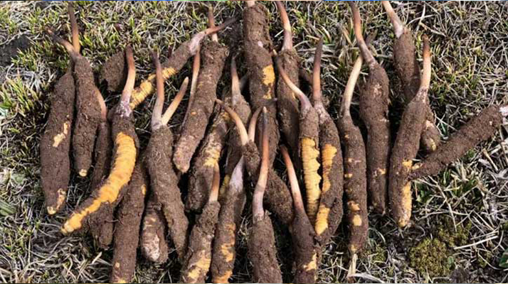 探秘新鮮冬蟲夏草的獨(dú)特樣貌：大自然的奇妙饋贈(zèng)