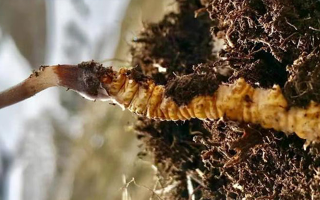 新鮮冬蟲(chóng)夏草能生吃嗎？揭秘健康食用真相