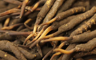 如何挑選新鮮冬蟲夏草？掌握這幾個關(guān)鍵技巧