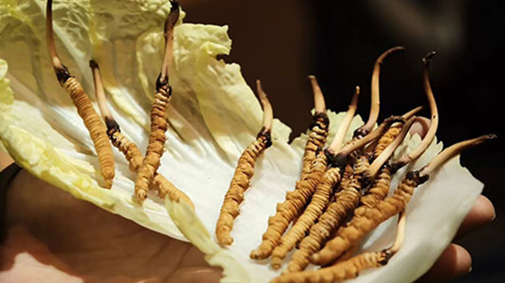 冬蟲夏草：鮮草與干草誰更勝一籌？