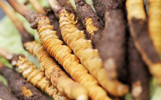 冬蟲夏草：干品與鮮品，誰更勝一籌？