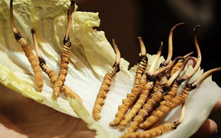 冬蟲夏草：鮮草與干草誰更勝一籌？