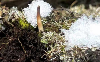 冬蟲夏草鮮草泡酒全指南：醇香滋補(bǔ)的釀造秘籍