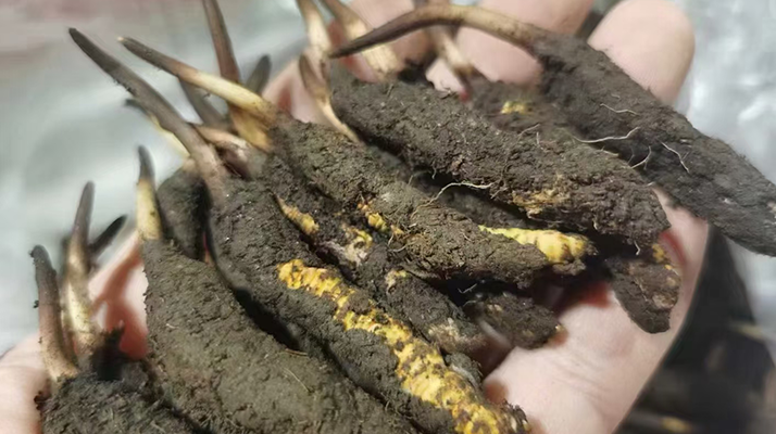 解鎖冬蟲夏草鮮的美味密碼