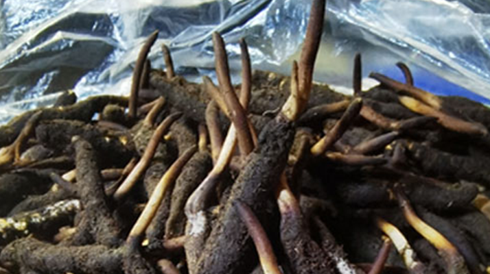 冬蟲夏草鮮草能不能泡酒？科學解析與實用指南