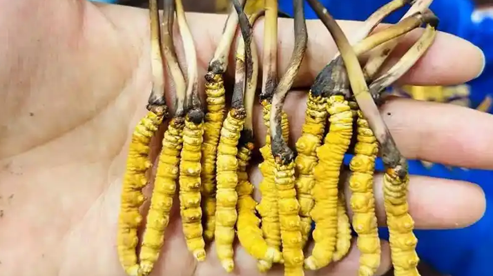 鮮冬蟲(chóng)夏草出水怎么辦？實(shí)用處理指南