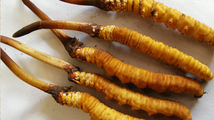 鮮冬蟲夏草常溫能放多久？一文讀懂保存秘籍