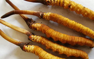 鮮冬蟲夏草常溫能放多久？一文讀懂保存秘籍