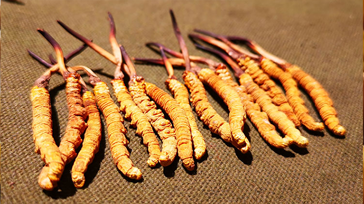 冬蟲(chóng)夏草優(yōu)劣鑒別指南