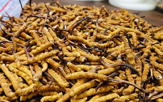 冬蟲夏草品質(zhì)價(jià)位表大全，一文掌握行情