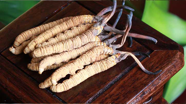 女孩家種冬蟲(chóng)夏草好嗎？深度剖析種植可行性