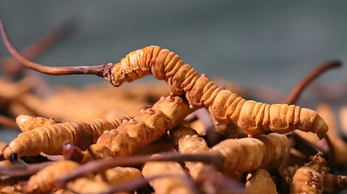 老人可以喝冬蟲夏草嗎？一文讀懂