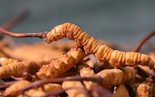 老人可以喝冬蟲夏草嗎？一文讀懂