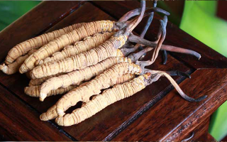 女孩家種冬蟲(chóng)夏草好嗎？深度剖析種植可行性