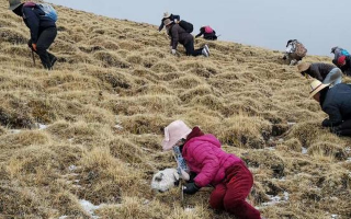 揭秘冬蟲夏草的黃金采摘季：時間、地域與品質(zhì)的微妙關(guān)系? ? ? ?