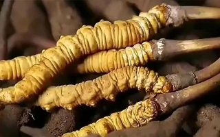 鮮冬蟲(chóng)夏草怎么吃味道好？解鎖舌尖上的滋補(bǔ)盛宴