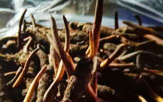 新鮮冬蟲(chóng)夏草保存全攻略：鎖住營(yíng)養(yǎng)，延長(zhǎng)鮮味